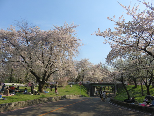 交通コーナーからの桜の写真