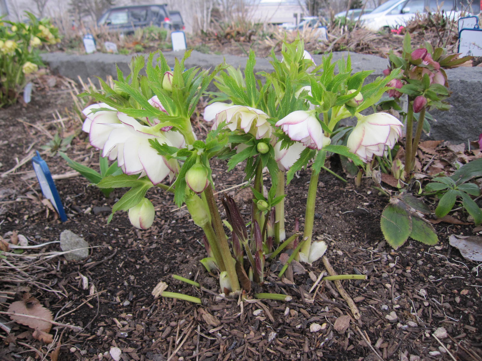 クリスマスローズ