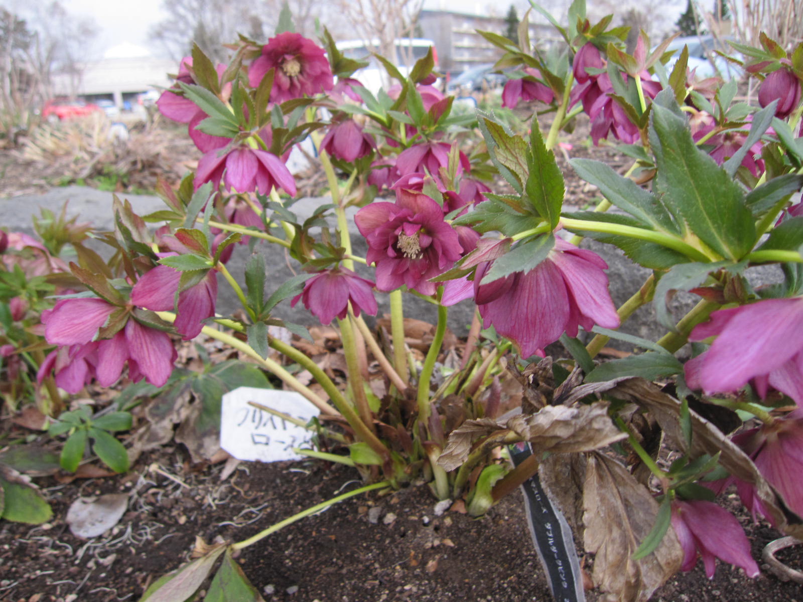 クリスマスローズ