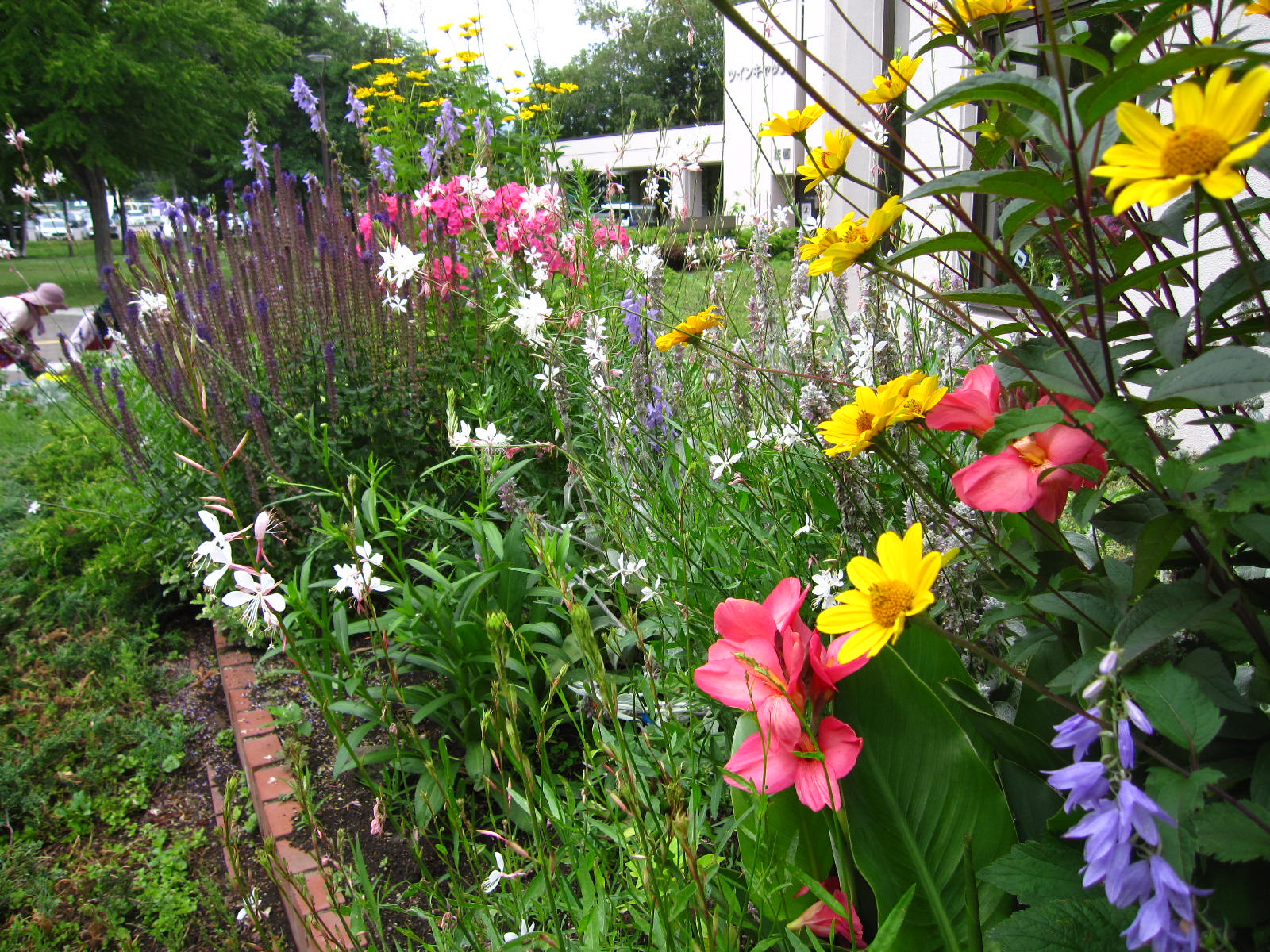 カンナ